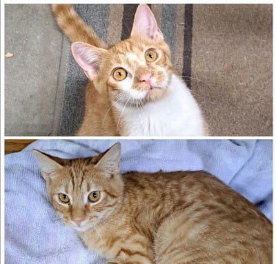 Two kittens are shown in the photo. Both are orange and white in color. The first kitten has a more solid white face, neck, and chest than his brother.