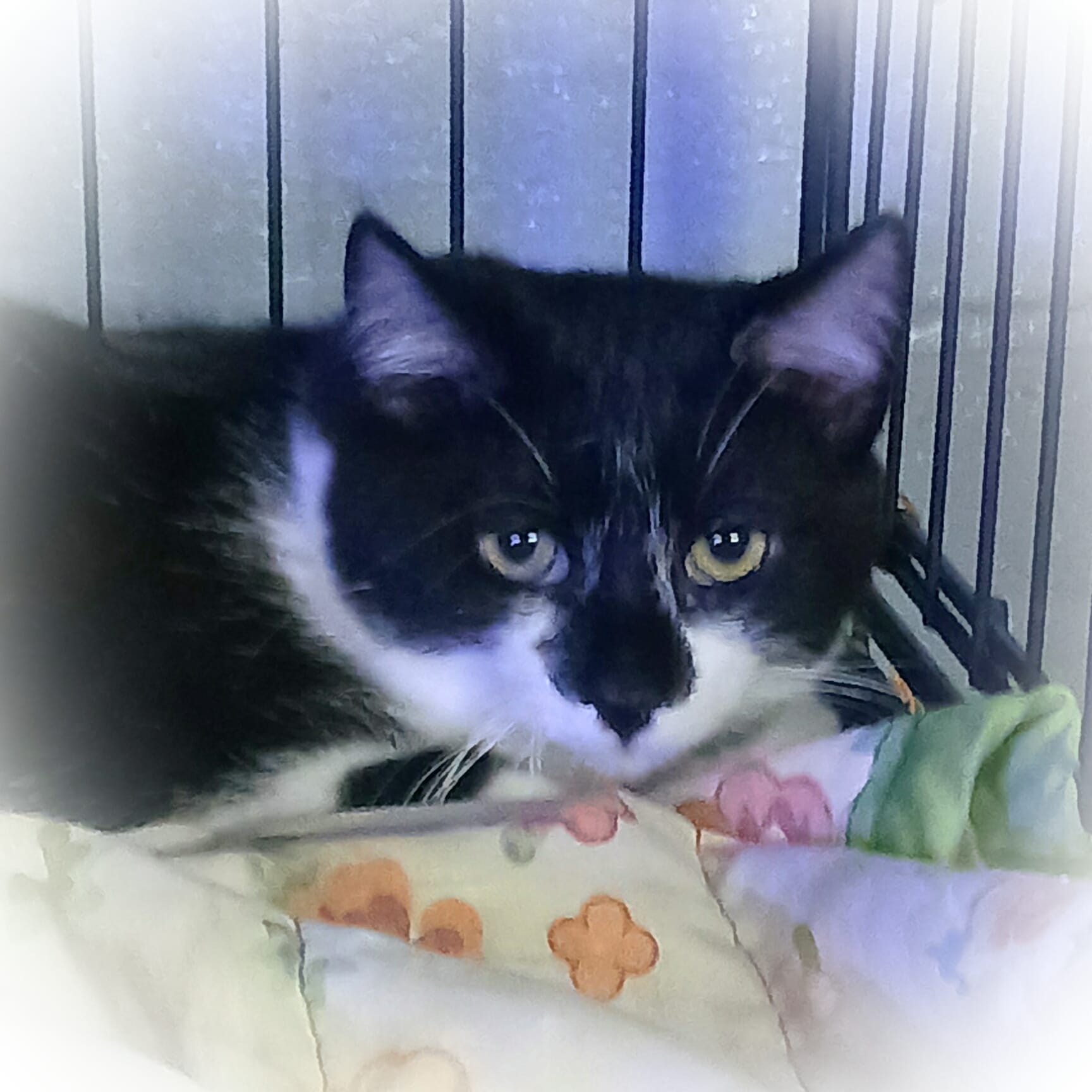 Oliver is a sweet cat who is black and white with green eyes