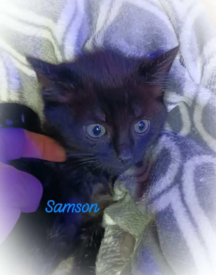 Samson is small black kitten with blue eyes