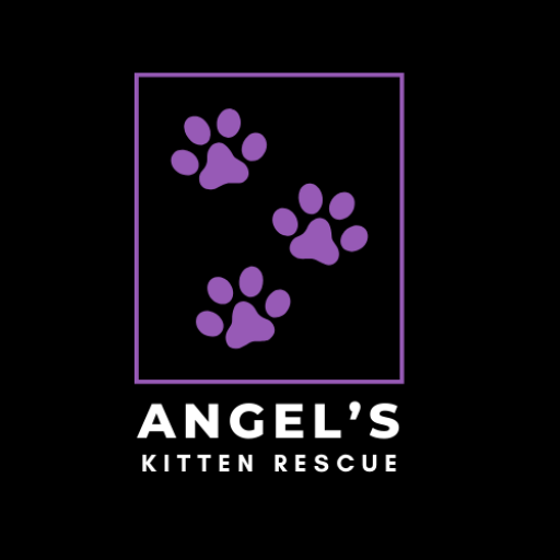 Angel's Kitten Rescue