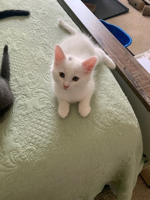 All white kitten looks up curiously at the camera while laying on top of a bed with a green blanket