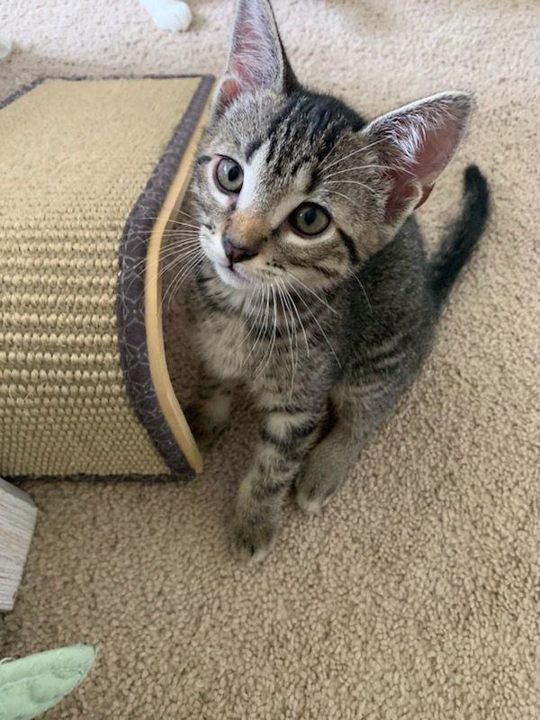 Grey tabby plays in a basket