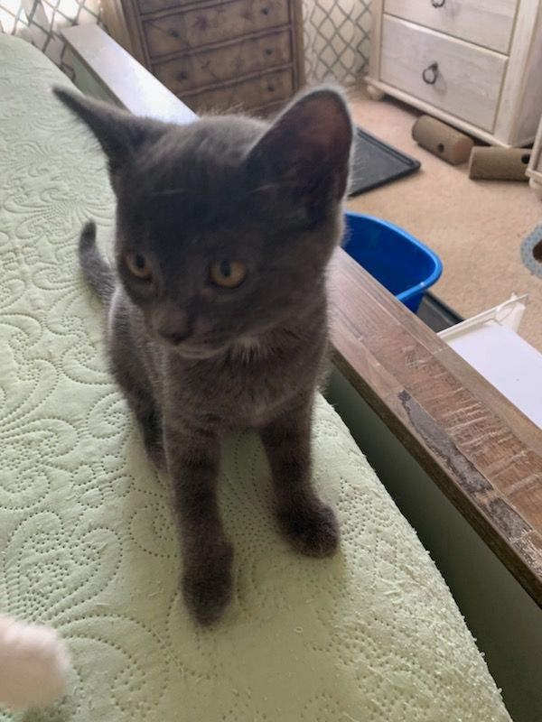 This is an image of a dark gray kitten with green eyes